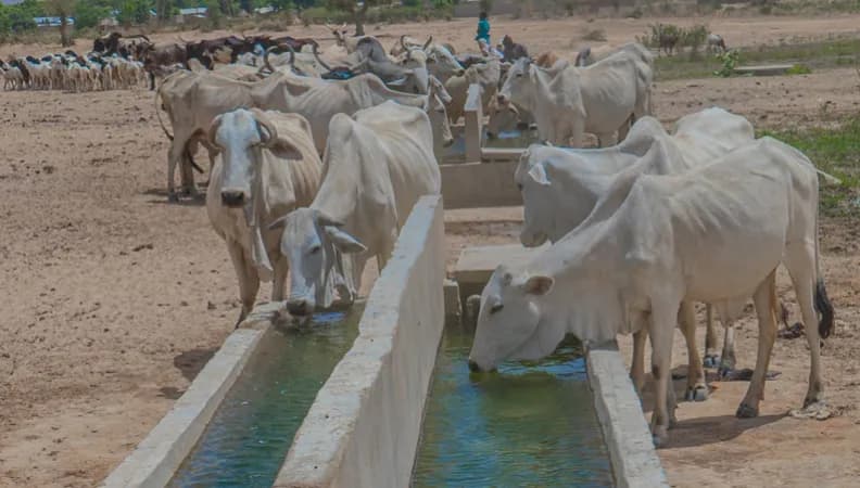 West Africa: Launch of PAOLAO Project to Strengthen Local Dairy Sector