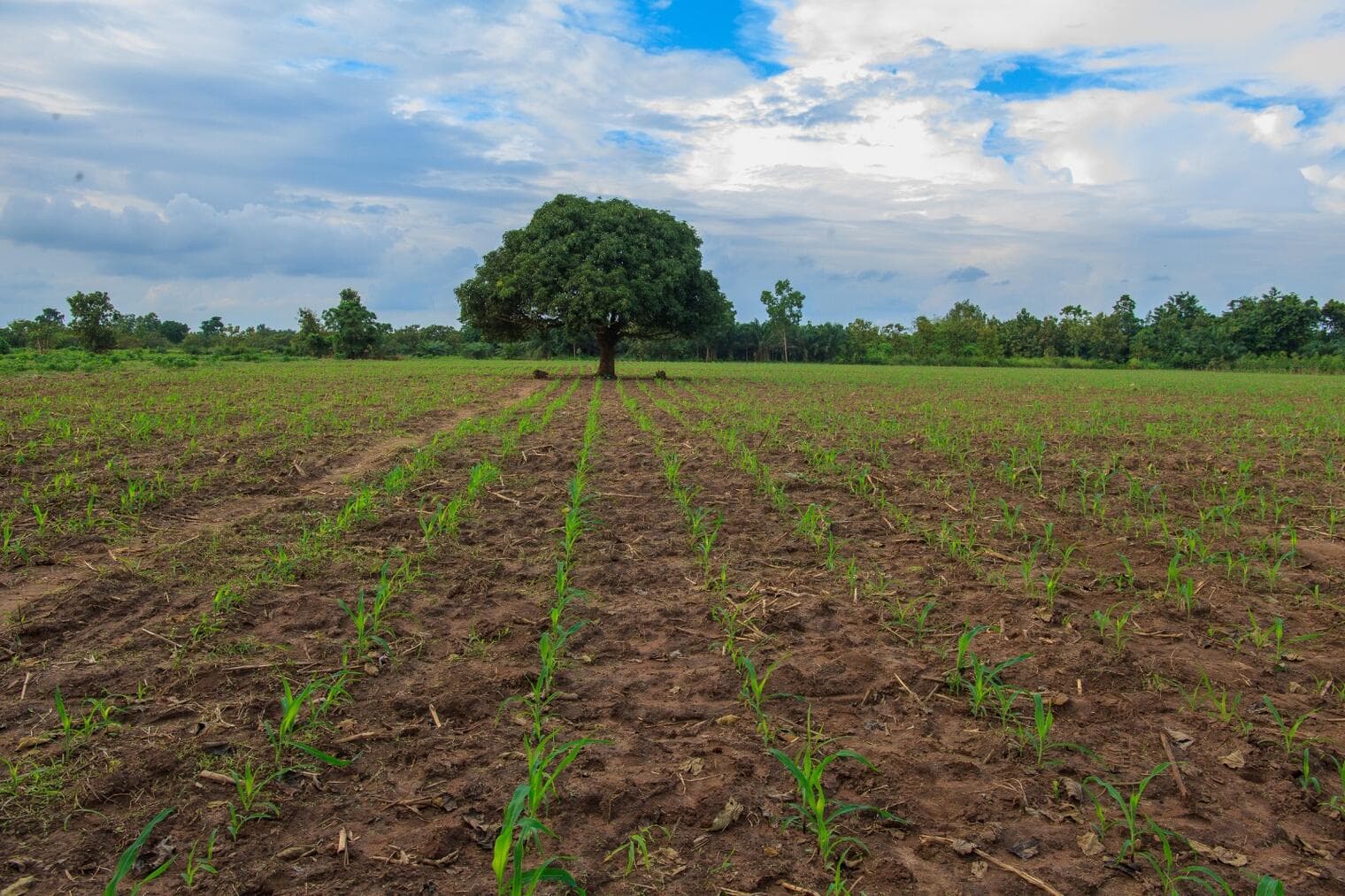 Bénin : tournée d'évaluation agricole dans dix communes du Sud